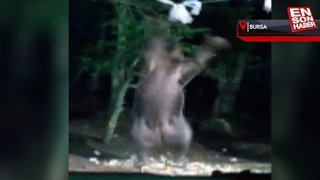 Bursa'da acıkan ayı, ağaca tırmanıp kampçıların yemeğini aldı