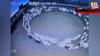 Çin’de çember olan koyunlar, hiç durmadan 12 gün boyunca döndü