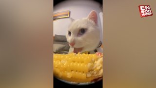 İştahla mısır yiyen kedi