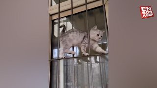 Pencerenin parmaklıklarından düşmeden yürüyen sevimli kedi