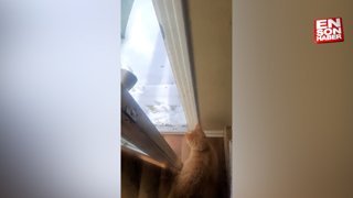Kar yağdığını fark edince dışarı çıkmak istemeyen kedi