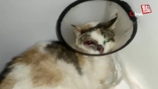 Sivas’ta kanserli kediye umut oldular