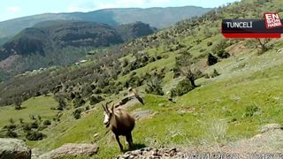 Nadir görülen dağ keçisi şamuaların sayısı iki katına çıktı