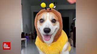 Arı kıyafeti giyen sevimli köpek