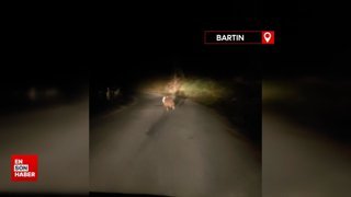 Bartın’da sürücülerin önüne çıkan ayı heyecan yarattı