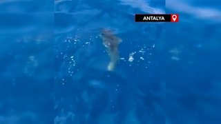 Doğum yapan köpek balığı sandılar, gerçek ay balığı çıktı