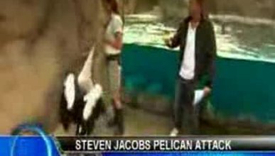 Pelikan muhabire saldırdı