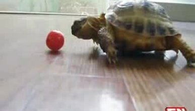 Kaplumbağanın domatesle savaşı 