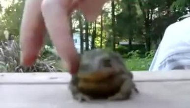 Okşayınca mutlu olan kurbağa