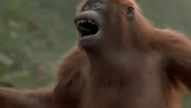 Orangutandan harika dans performansı