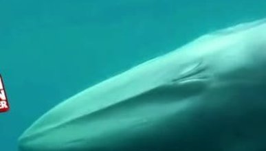 Gizemli balina türü ilk kez görüntülendi