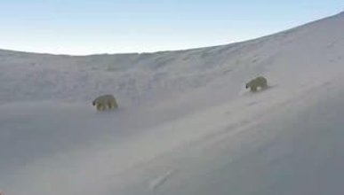 Kutup ayılarının kayak keyfi
