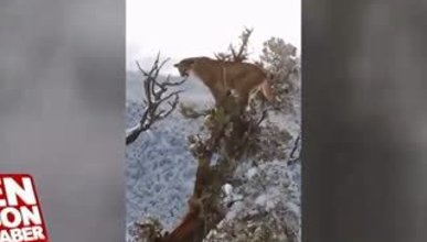 Kanada'da dağ aslanı avı