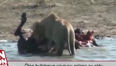 Ölen bufalonun yavrusu aslana av oldu