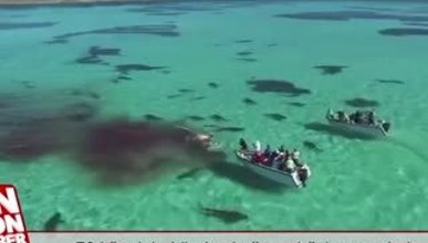 70 köpek balığı dev balinayı böyle parçaladı