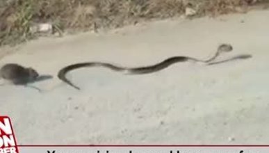 Yavrusu için yılana saldıran cesur fare