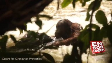Dere ortasında mahsur kalan orangutan kurtarıldı