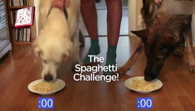 Köpeklerin spagetti yeme yarışması