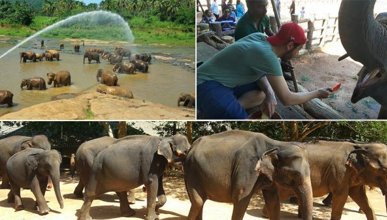 Sri Lanka’da fil yetimhanesi
