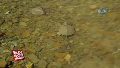 Su kaplumbağasını Caretta Caretta sanan vatandaş