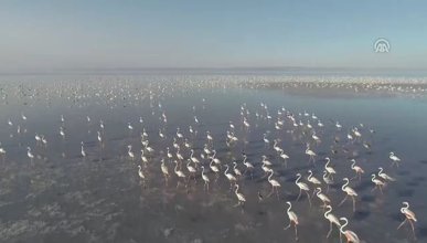 Tuz Gölü'nde flamingo şöleni  