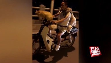 3 kedi 1 köpek ile çılgın motosiklet yolculuğu