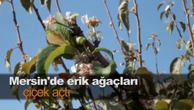 Mersin'de erik ağaçları çiçek açtı
