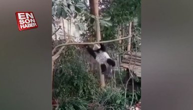 Yavru pandanın ağaçtan düşmeme mücadelesi