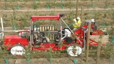 Yeni Zelanda'nın elma toplayan robotları