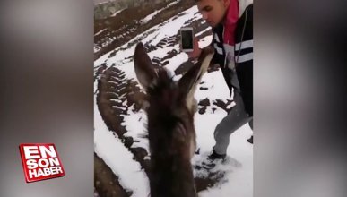 Eşeğe binmek isteyen gençlerin komik görüntüleri