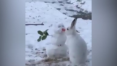 Kardan adamın burnundaki havucu usulca yiyen tavşan 