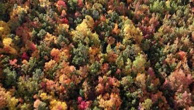 Tunceli'nin Salördek ormanlarında sonbahar renkleri