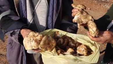 Toroslar'da toplanan mantarlar Japonya'ya ihraç ediliyor