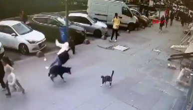 Sultangazi'de kedinin korkuttuğu köpek, yoldaki kadını yere düşürdü