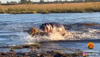 Dev su aygırı nehri geçen erkek aslanlara saldırdı