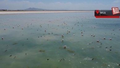 Arin Gölü'nde konaklayan flamingolar, fotoğrafçıların odağı oldu