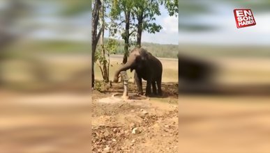 Hindistan’da bir filin su içmek için pompa kullandığı anlar