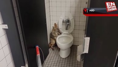 ABD'de okul tuvaletine giren çakal doğaya bırakıldı