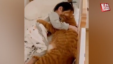 Küçük arkadaşıyla sarılıp uyuyan sevimli kedi