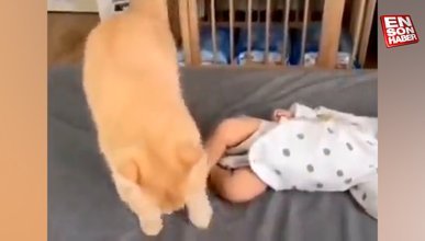 Bebeğin bez kokusundan rahatsız olup üstünü örtmeye çalışan kedi