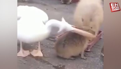 Kapibara yemeye çalışan pelikan