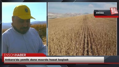 Ankara'da yemlik dane mısırda hasat başladı