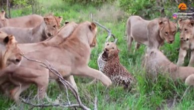 Ağaçtan düşen yaşlı leoparı aslanlar öldürdü