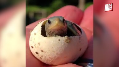 Bir yavru kaplumbağanın doğuşu