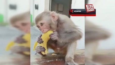 Adana'daki firari maymun 'Çiko' hayvanat bahçesine götürüldü