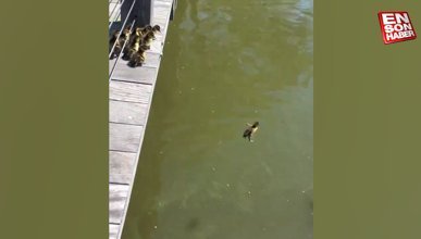 Suyla ilk defa tanışan yavru ördekler