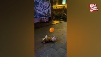 Balona vurmak isterken düşen köpek