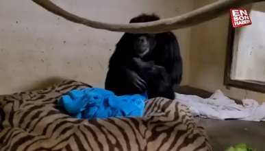 Anne şempanzenin bebeğiyle kavuşma anı