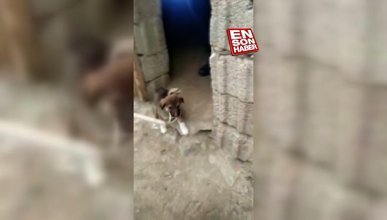 Van’da kuyuya düşen 6 köpek yavrusunu itfaiye ekipleri kurtardı