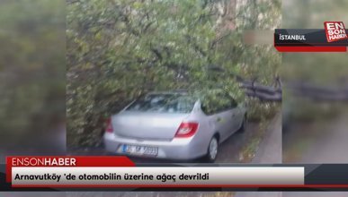 Arnavutköy 'de otomobilin üzerine ağaç devrildi